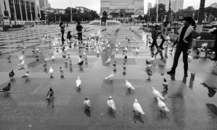 Photo: 广场鸽子, by Costi